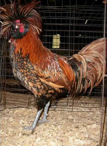 Fancy chicks Brahama,Polish, Heavy Buff, Sebright, Silkie 0300-8941001 — photo 2