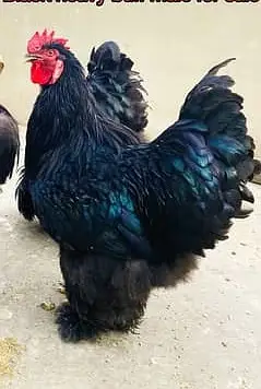Fancy chicks Brahama,Polish, Heavy Buff, Sebright, Silkie 0300-8941001 — photo 6