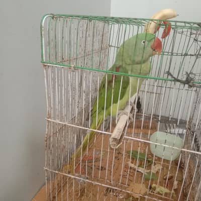 male for sale