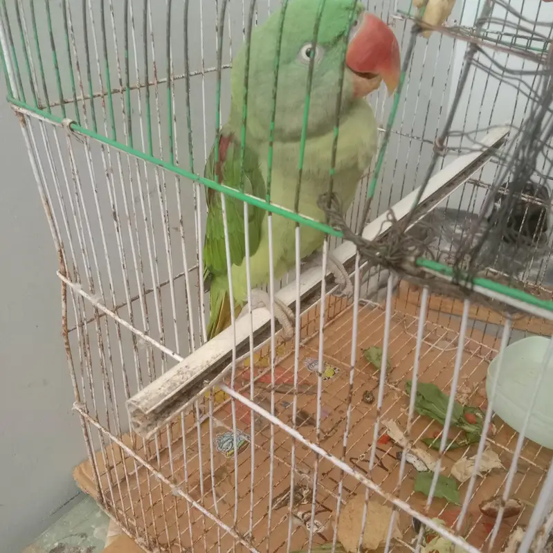 male for sale — photo 2
