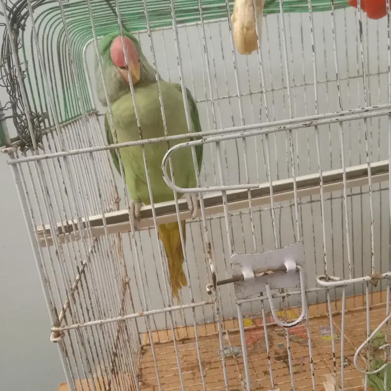 male for sale — photo 3