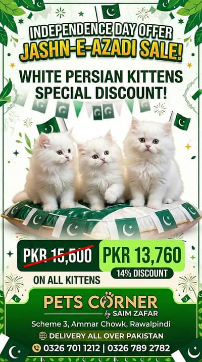 White Persian kittens / Cats / Male and female / Affordable Price