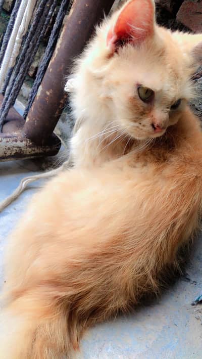 Persian cat for urgent sale going to Qatar 03327930934 paid adoption