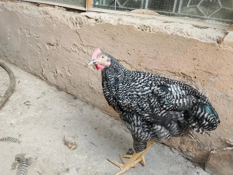 light Sussex RIR Plymouth rock male — photo 2