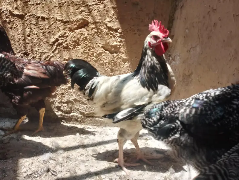 light Sussex RIR Plymouth rock male — photo 4