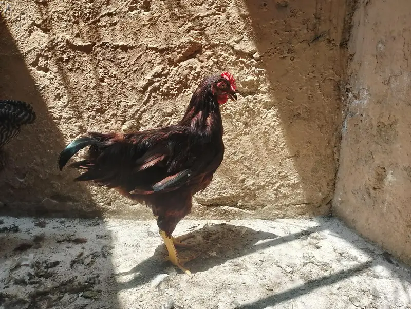 light Sussex RIR Plymouth rock male — photo 5