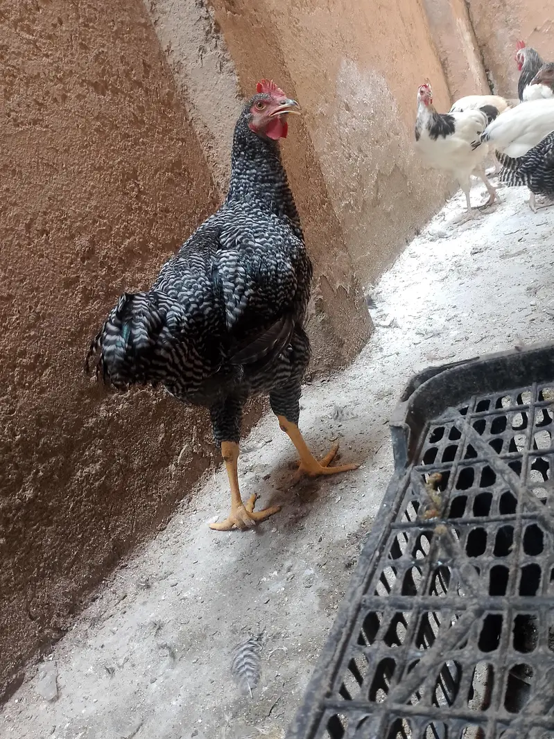 light Sussex RIR Plymouth rock male — photo 7