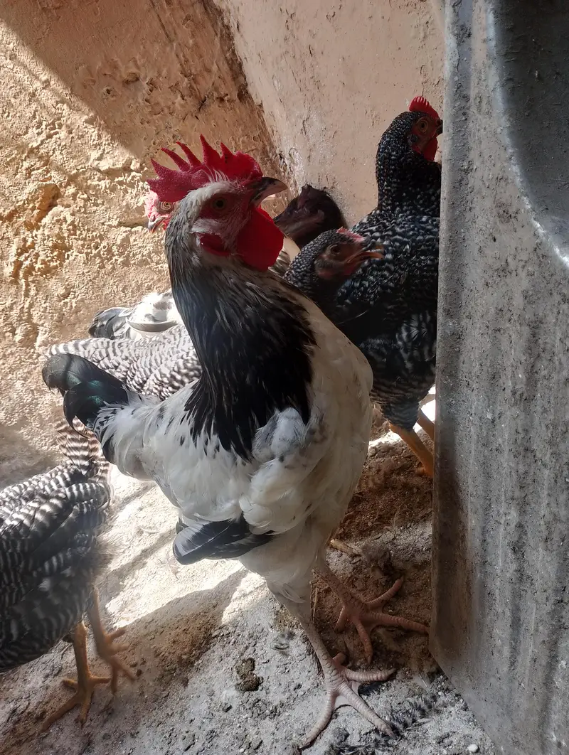 light Sussex RIR Plymouth rock male — photo 9