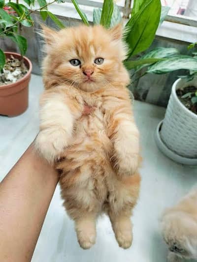 Persian kittens. Whatapp//037046////02354