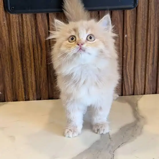Persian kittens. Whatapp//037046////02354 — photo 2