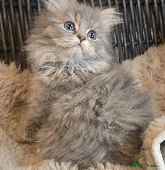 Persian kittens. Whatapp//037046////02354 — photo 4