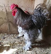 Fancy chicks Polish, Heavy Buff, Sebright, Silkie 0300-8941001