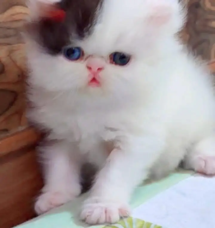 Persian kittens. Whatapp//037046////02354 — photo 2