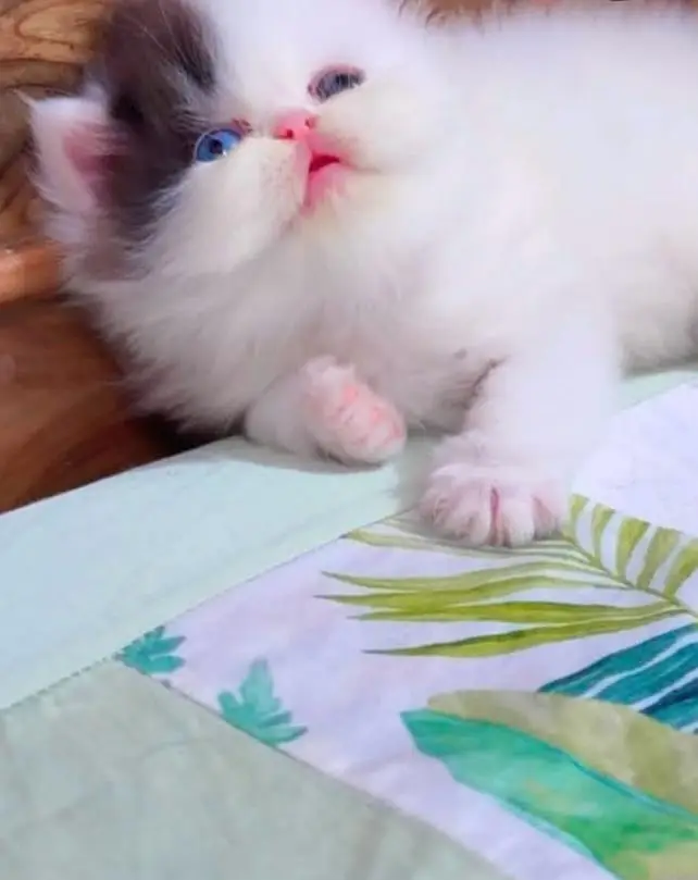 Persian kittens. Whatapp//037046////02354 — photo 3