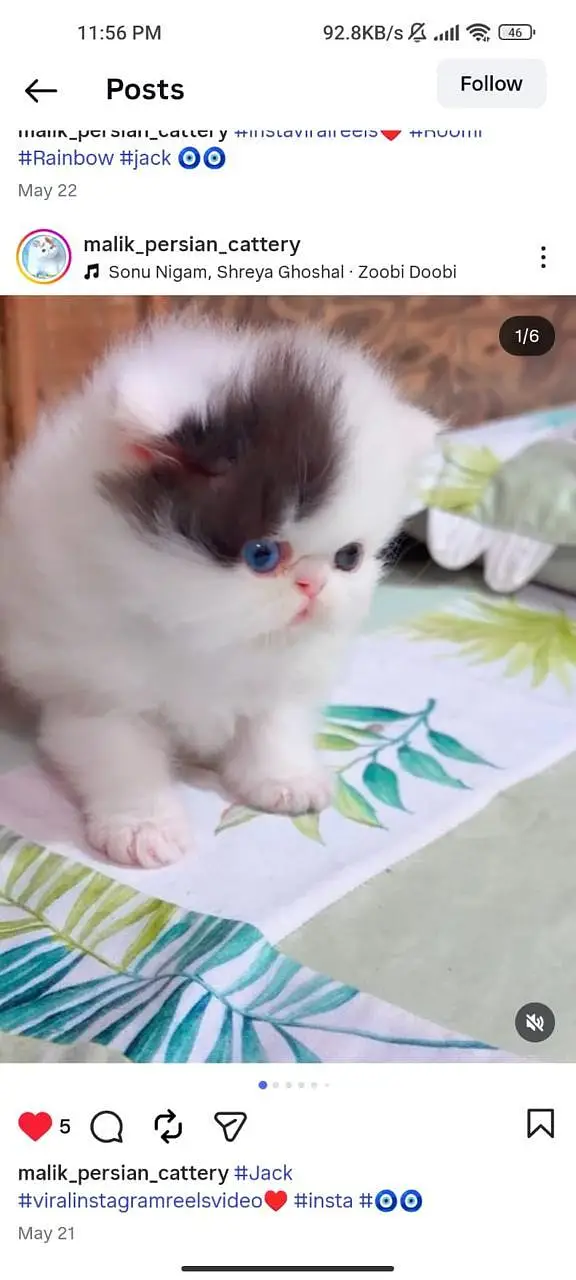 Persian kittens. Whatapp//037046////02354 — photo 4