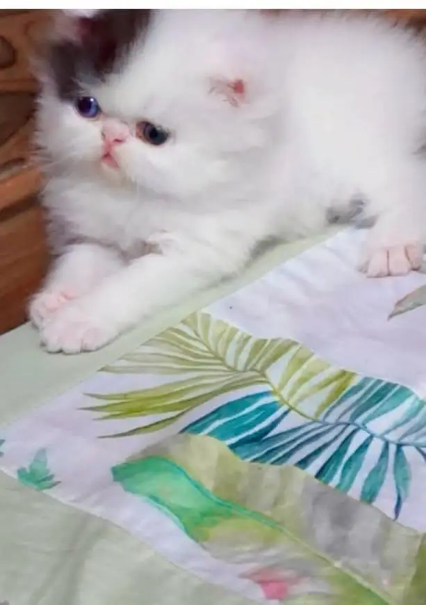 Persian kittens. Whatapp//037046////02354 — photo 5