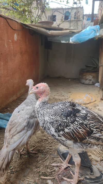 Turkey Bird Pair Ready to Breed chicks| Best for Meat & Egg purpose