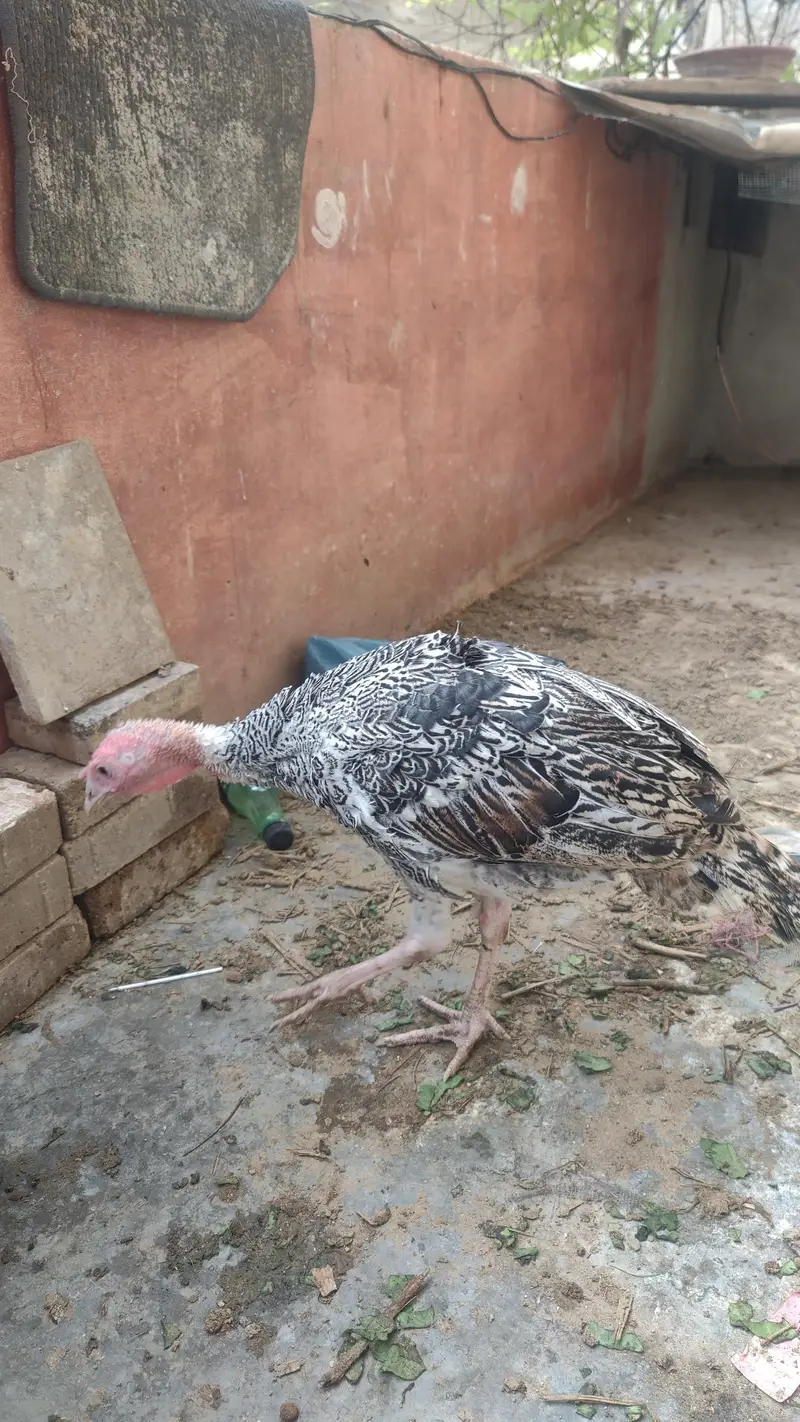 Turkey Bird Pair Ready to Breed chicks| Best for Meat & Egg purpose — photo 2