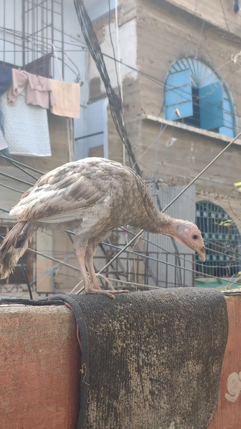 Turkey Bird Pair Ready to Breed chicks| Best for Meat & Egg purpose — photo 3