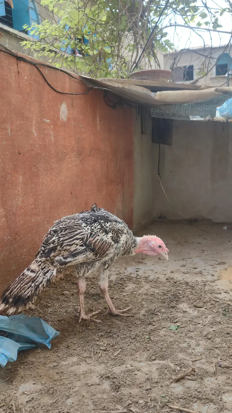 Turkey Bird Pair Ready to Breed chicks| Best for Meat & Egg purpose — photo 4
