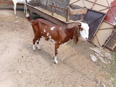 Ek Bakri 45 Din Ki cross hai aur do Khali Hain
