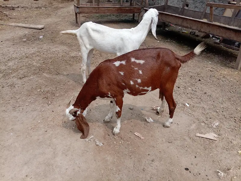 Ek Bakri 45 Din Ki cross hai aur do Khali Hain — photo 2