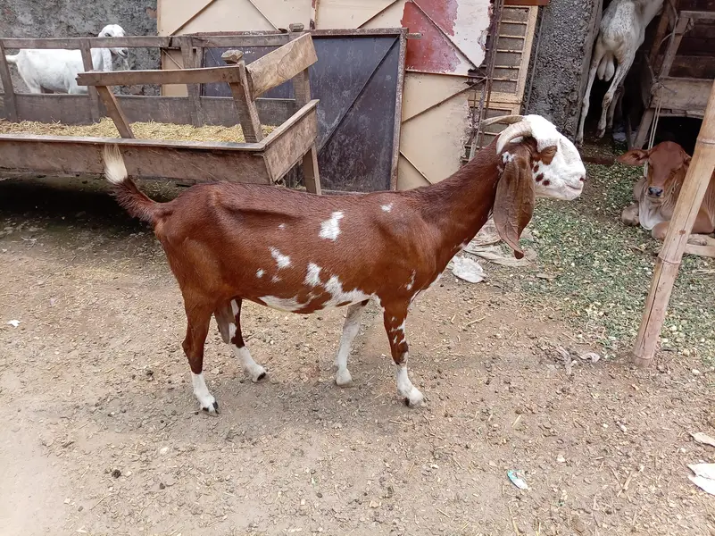Ek Bakri 45 Din Ki cross hai aur do Khali Hain — photo 3