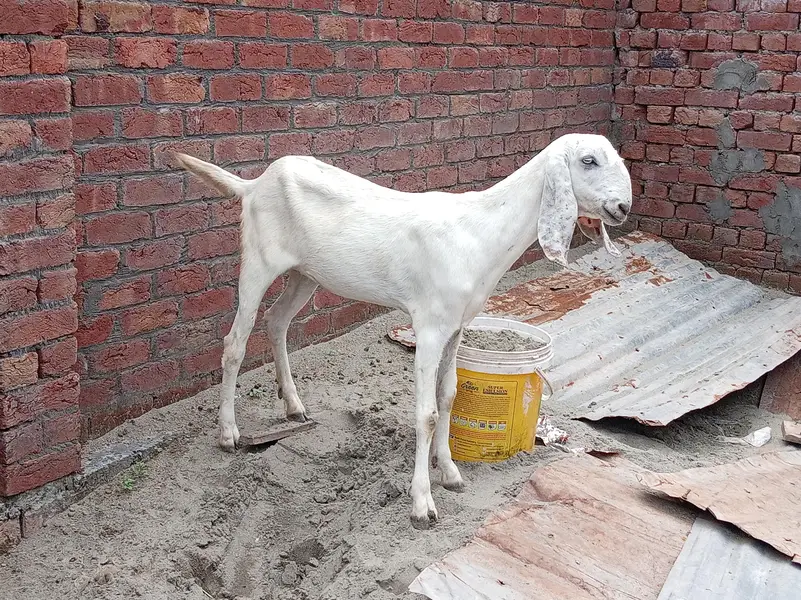 Ek Bakri 45 Din Ki cross hai aur do Khali Hain — photo 4