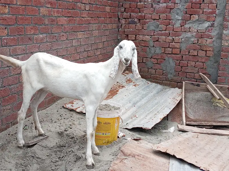 Ek Bakri 45 Din Ki cross hai aur do Khali Hain — photo 5
