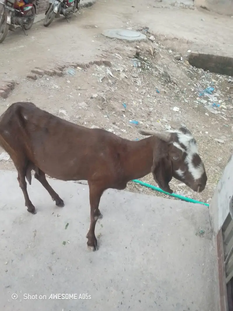 Ek Bakri 45 Din Ki cross hai aur do Khali Hain — photo 6