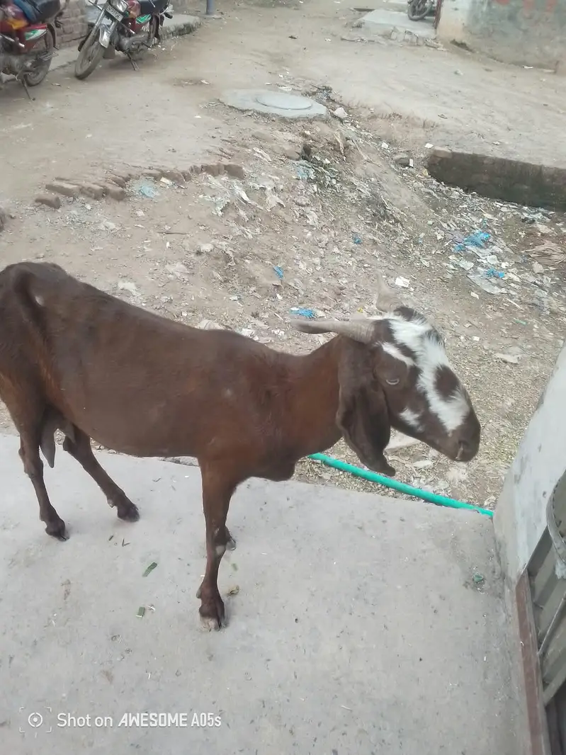 Ek Bakri 45 Din Ki cross hai aur do Khali Hain — photo 7