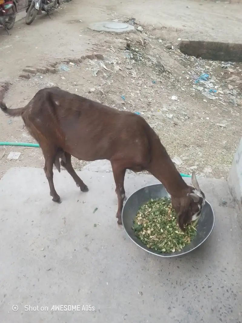 Ek Bakri 45 Din Ki cross hai aur do Khali Hain — photo 8