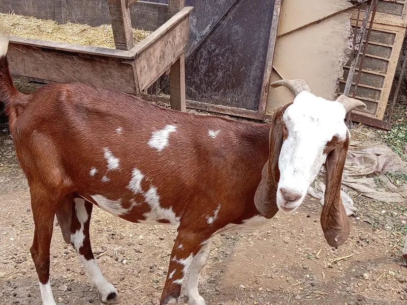 Ek Bakri 45 Din Ki cross hai aur do Khali Hain — photo 9
