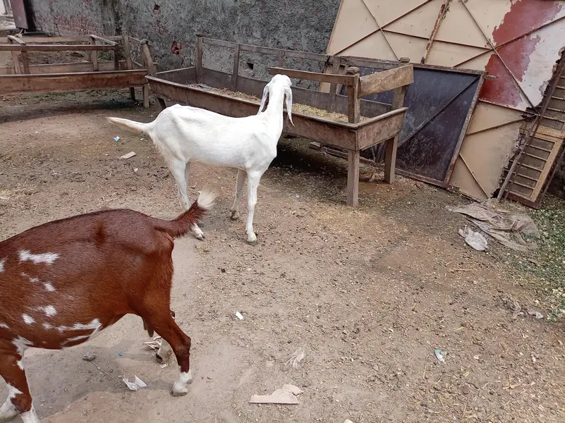 Ek Bakri 45 Din Ki cross hai aur do Khali Hain — photo 10