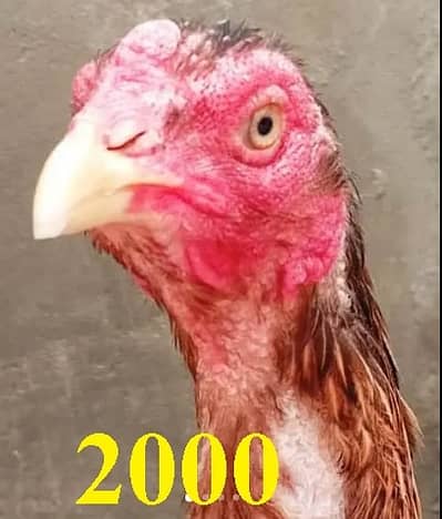 Healthy Hen for Sale