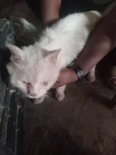 Billu