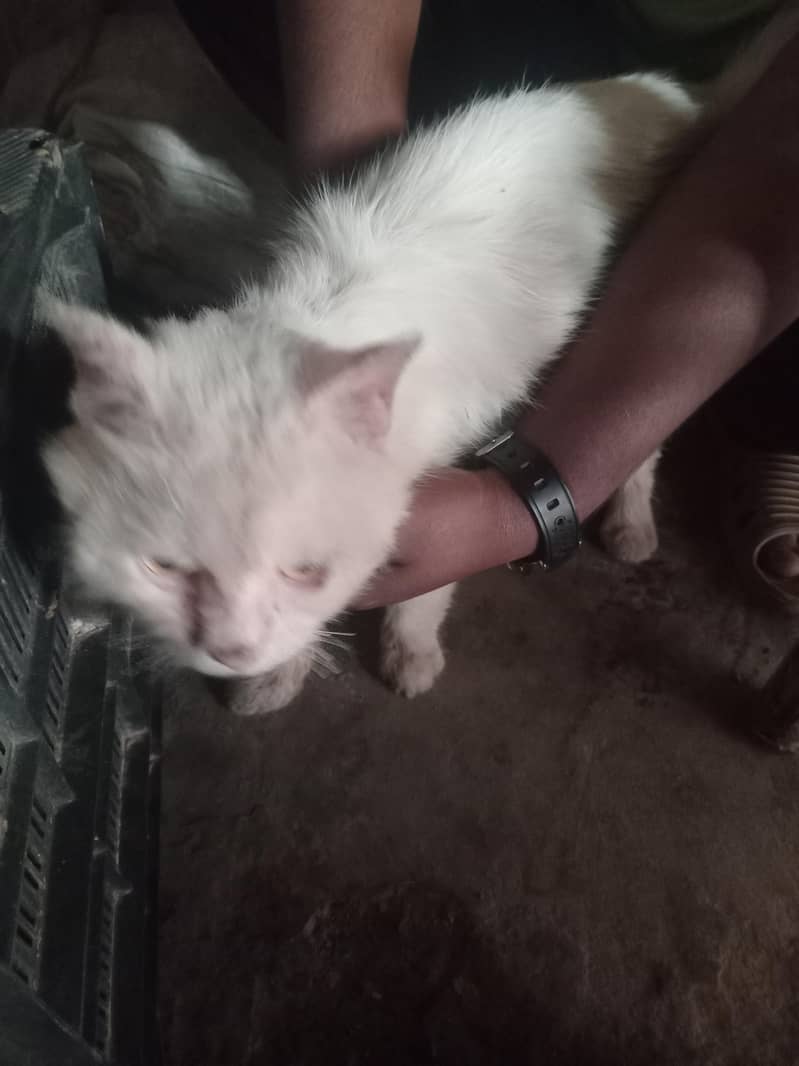 Billu 0