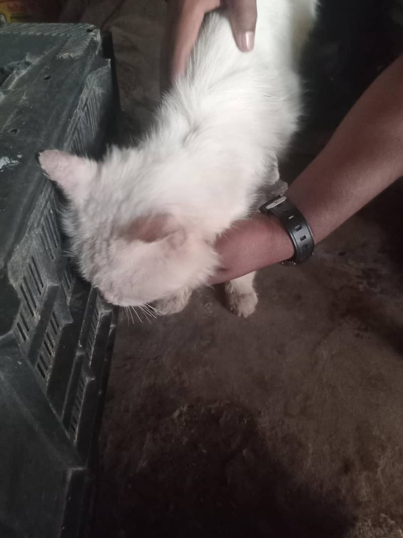 Billu 1