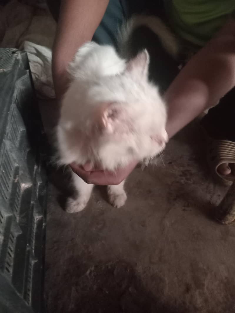 Billu 2