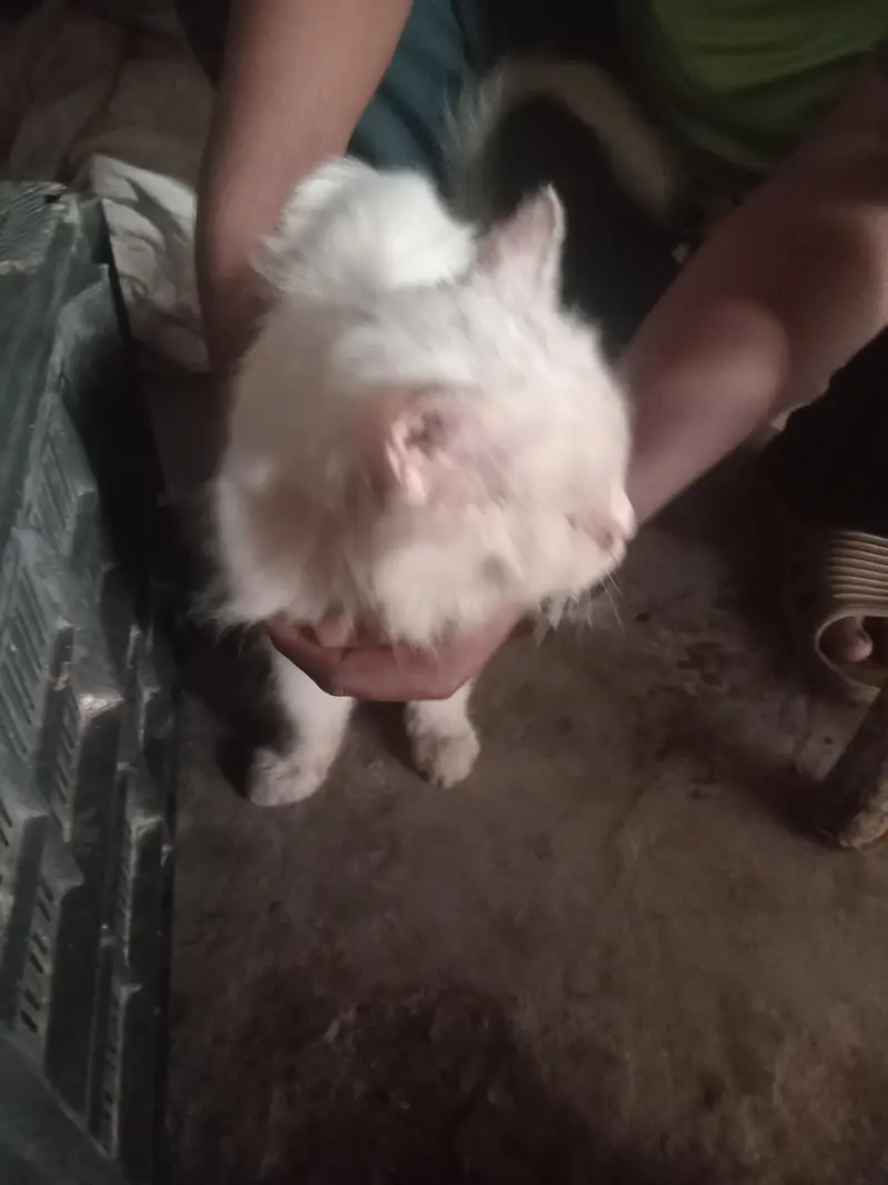 Billu — photo 3