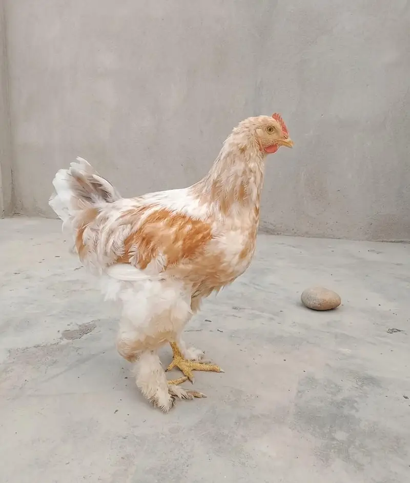 golden buff — photo 3