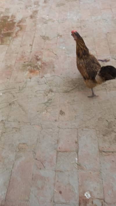 golden mission for sale
