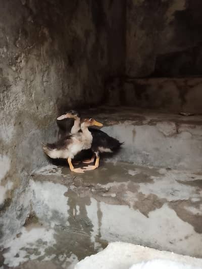ducks
