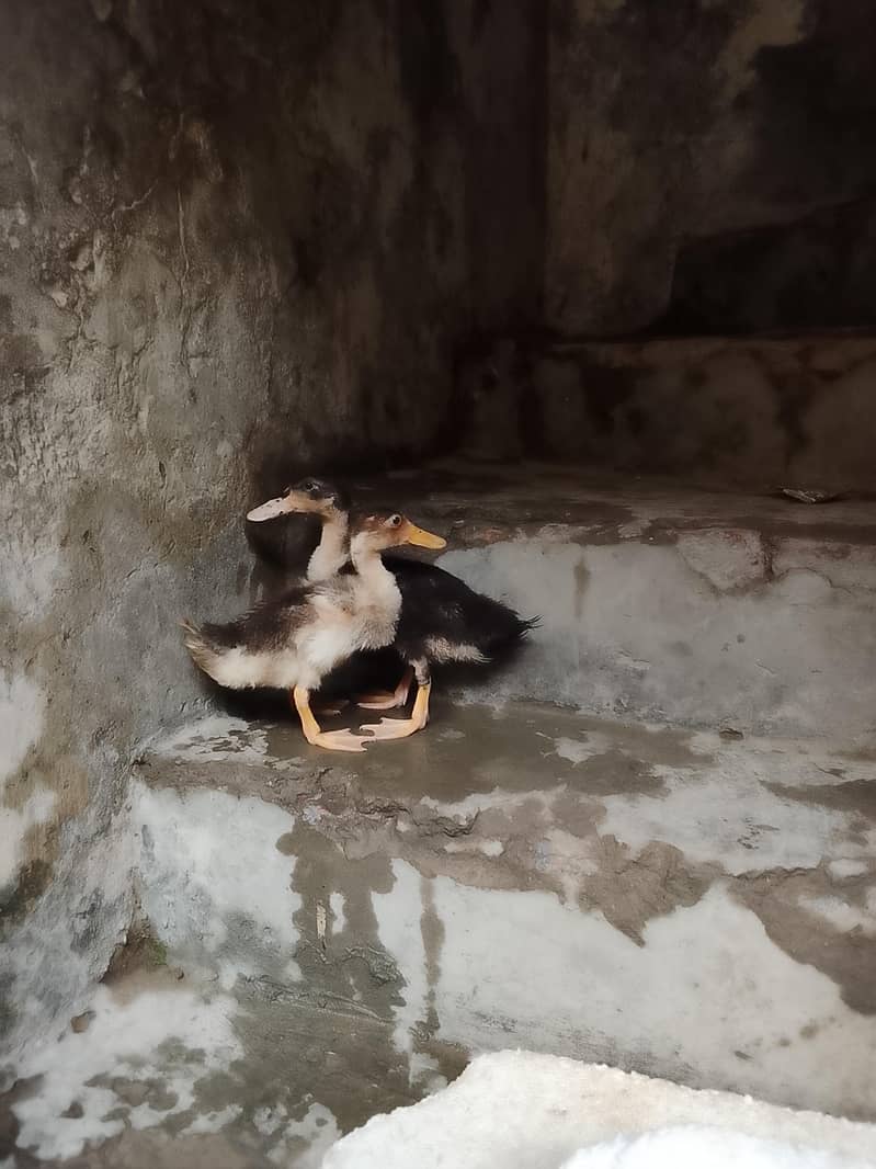 ducks 0