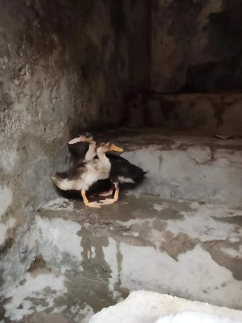 ducks
