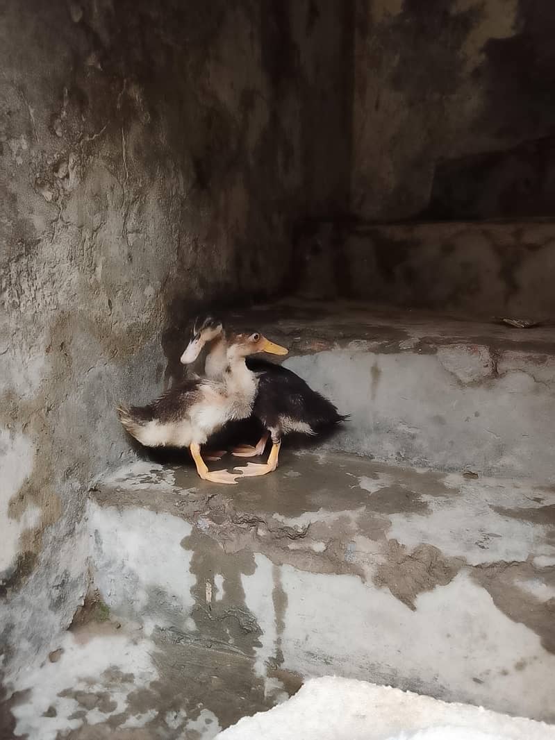 ducks 1