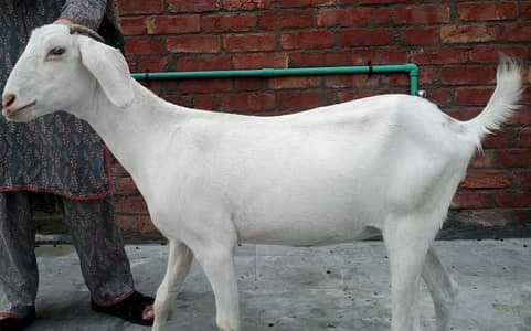 2 teedi bakri gabbn