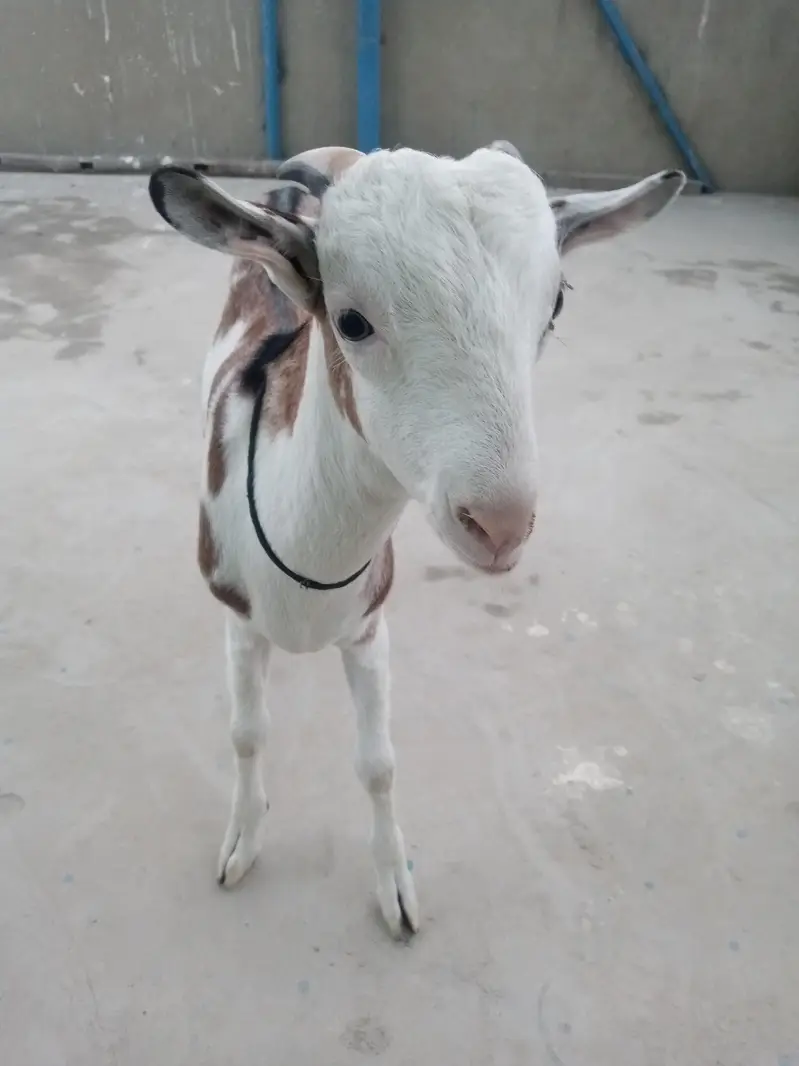 urgent sell taddi Bakra for sale — photo 3