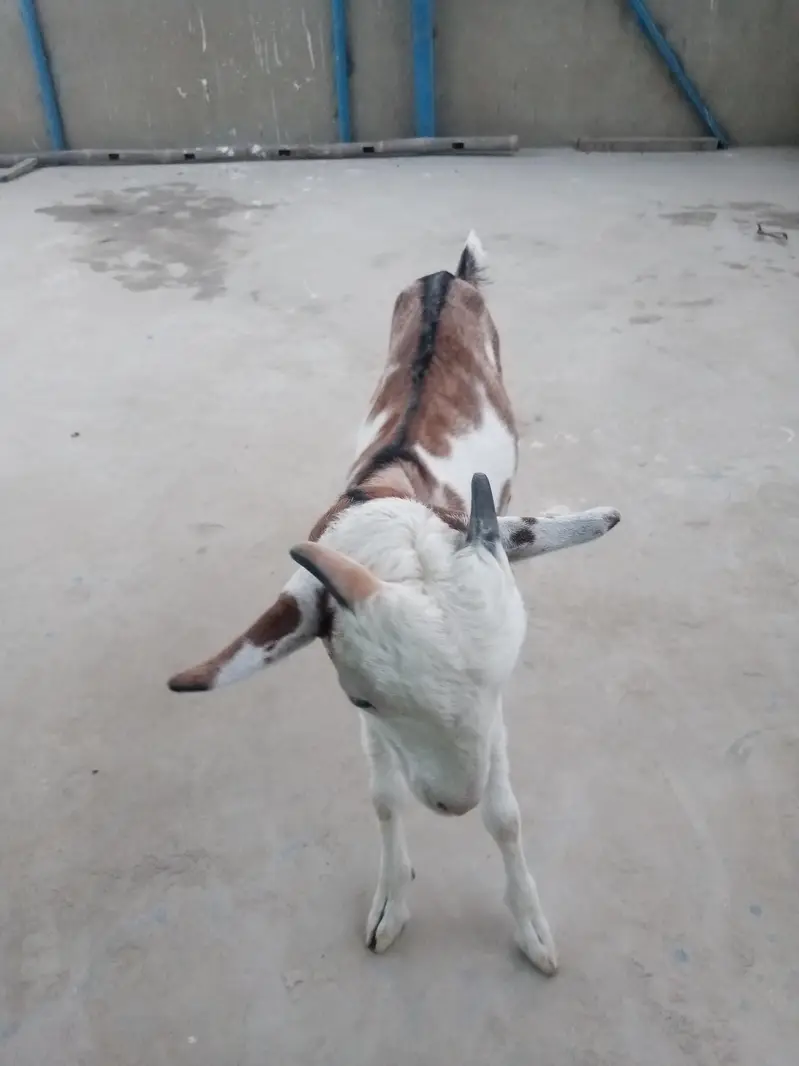 urgent sell taddi Bakra for sale — photo 4