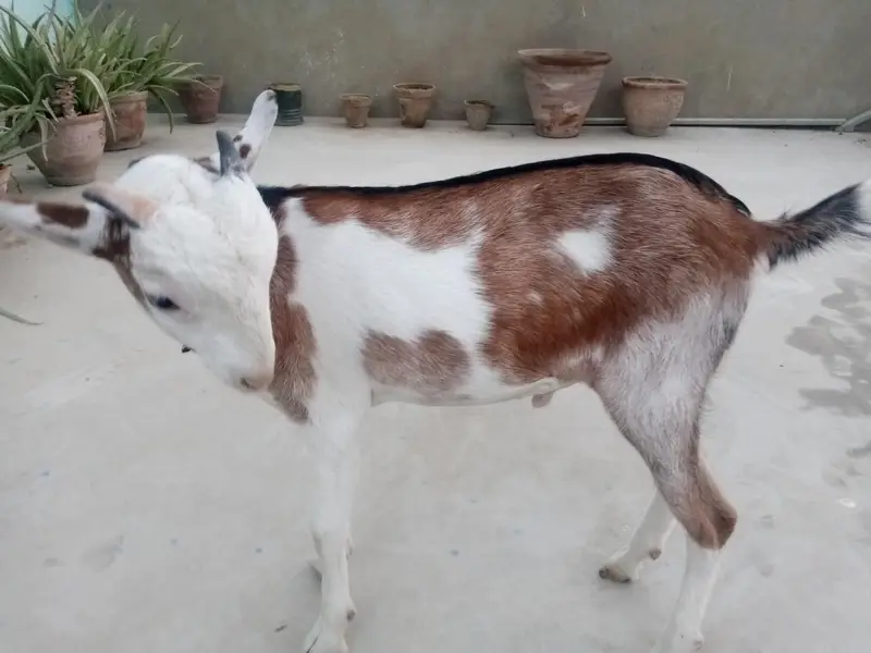 urgent sell taddi Bakra for sale — photo 5